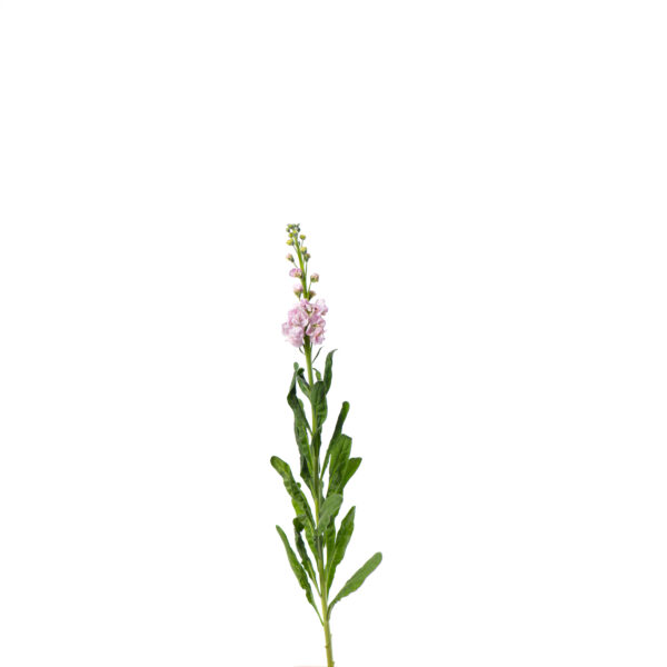 Matthiola incana roze