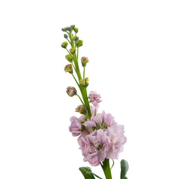 Matthiola incana roze - Afbeelding 2