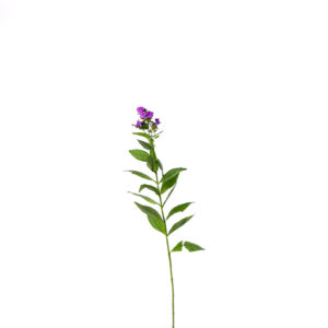 Polemoniaceae paars