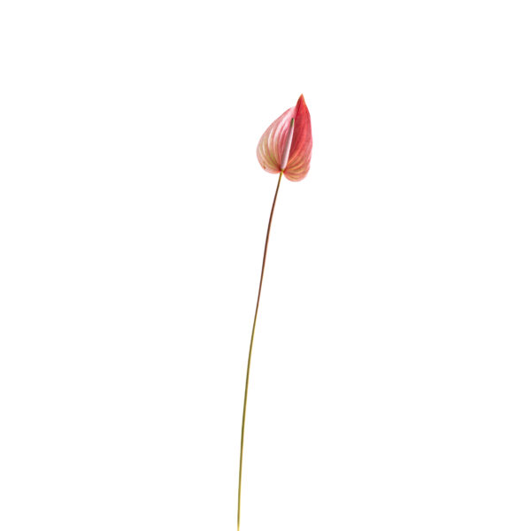 Lankanthurium roze