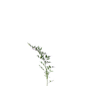 Rucus