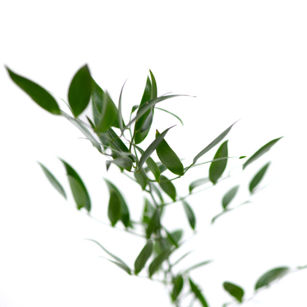 Rucus - Afbeelding 2