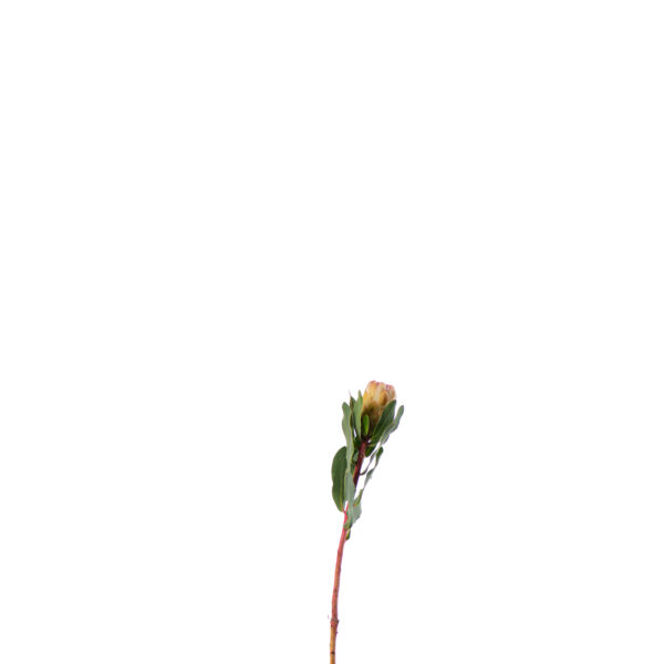 Losse bloem 010 - Afbeelding 2