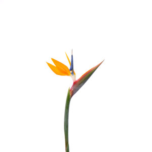Losse bloem 019