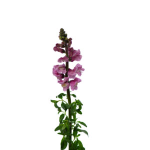 Losse bloem 018