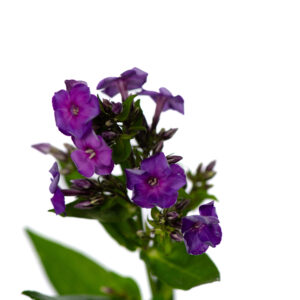 Losse bloem 026