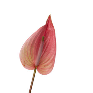 Anthurium