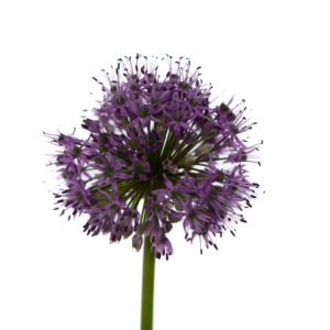 Losse bloem 017