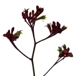 Losse bloem 025
