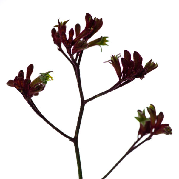 Losse bloem 025