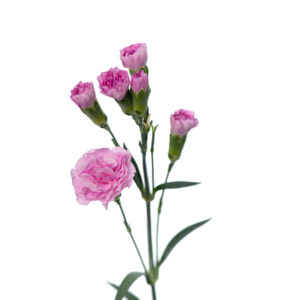 Losse bloem 022