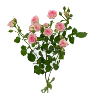 Losse bloem 020