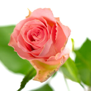 Losse bloem 016