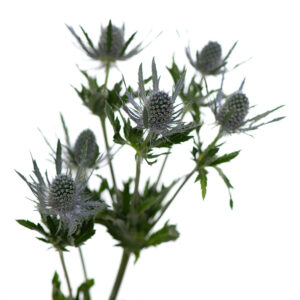 Losse bloem 015