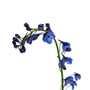 Losse bloem 014