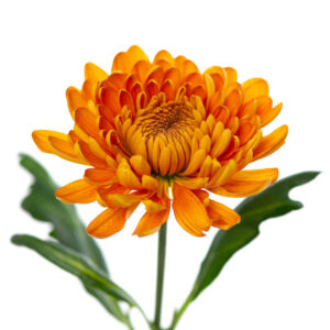 Losse bloem 013
