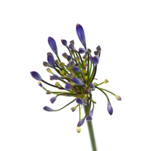 Losse bloem 012