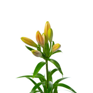 Losse bloem 011