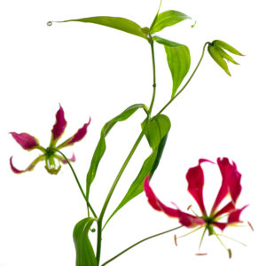 Losse bloem 010