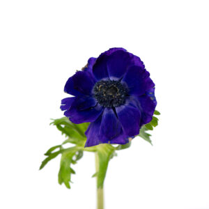 Losse bloem 009