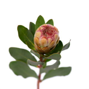 Losse bloem 008