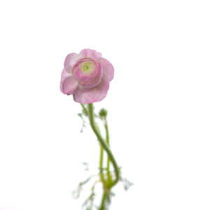Losse bloem 006