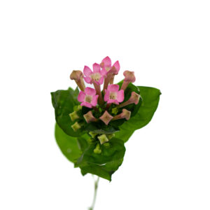 Losse bloem 005