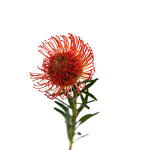 Losse bloem 003