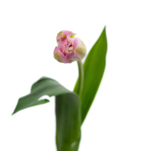 Losse bloem 002