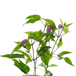 LB 001