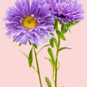 Aster nog to do