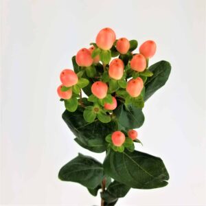 Hypericum