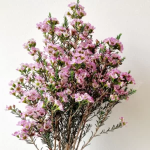 Waxflower