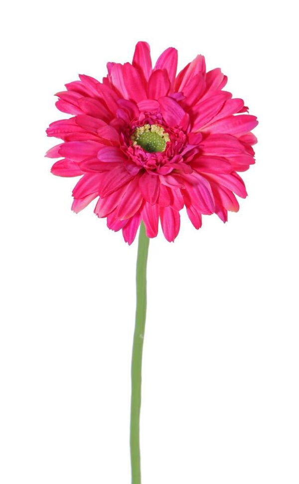 Gerbera nog to do