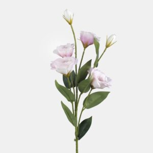 Lisianthus nog to do